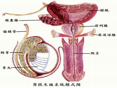 精囊炎的检查方法有哪些