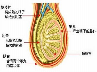 精囊炎的检查方法有哪些